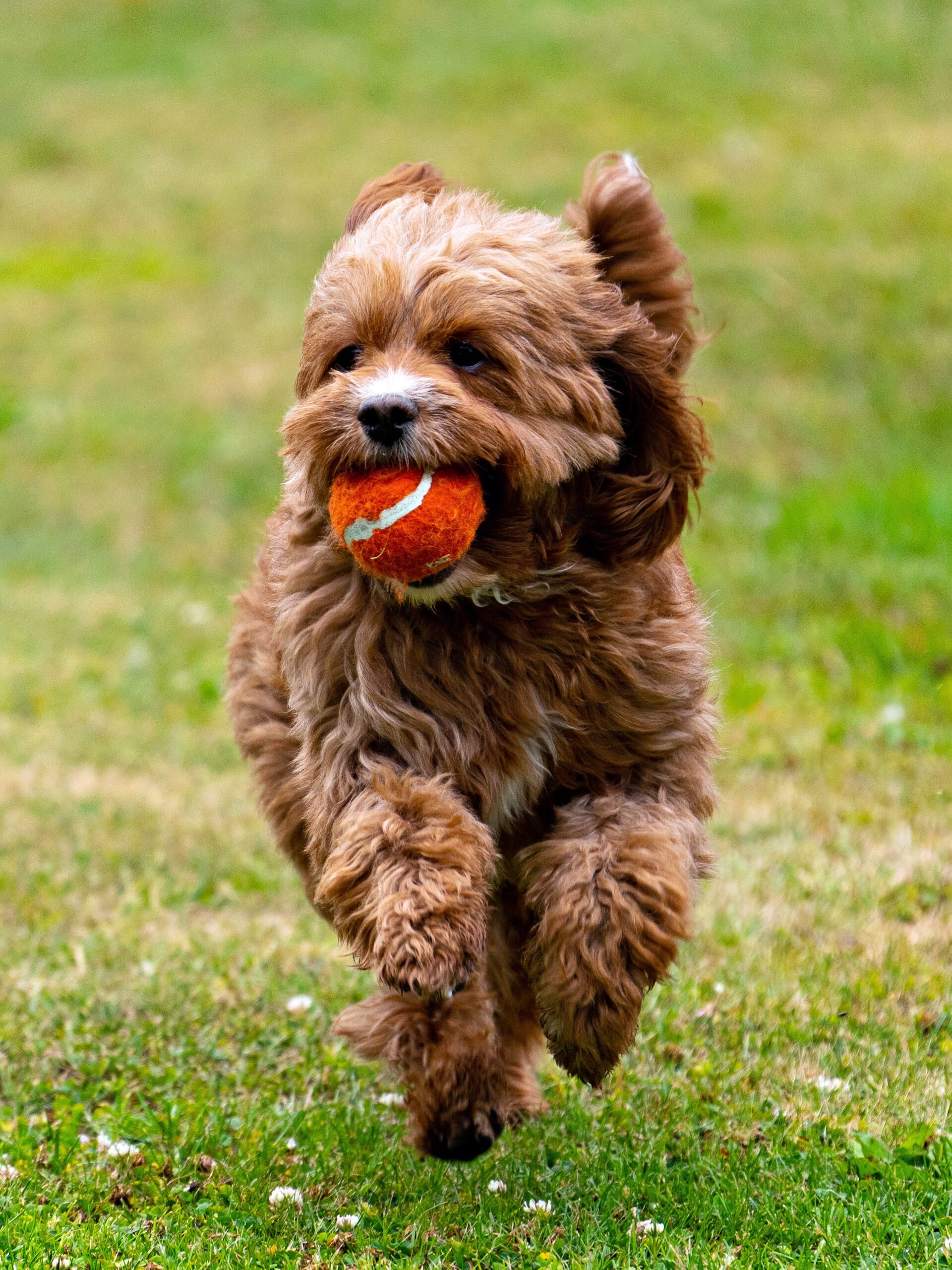About Exquisite Doodles | Family-Run LA Breeder